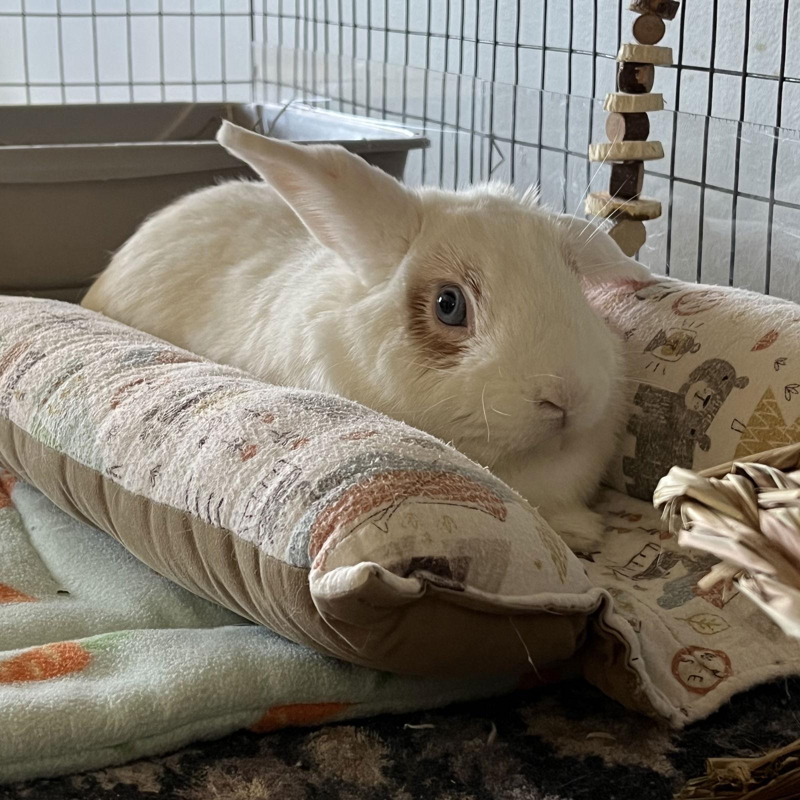 Oak, Adoptable, Adult Male Holland Lop.
