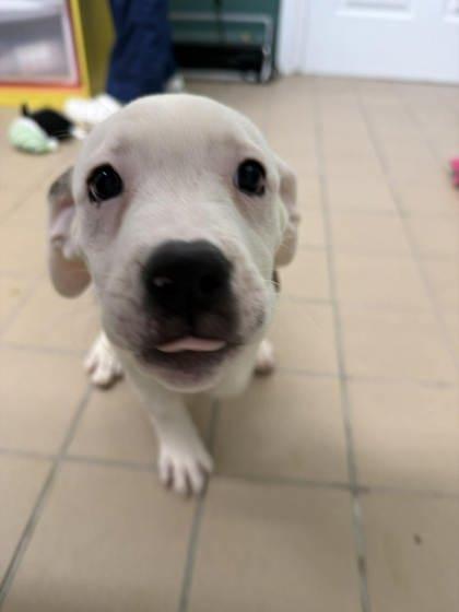 Enlarge Juniper, a Adoptable mixed breed in Scottsbluff, NE image 1/3