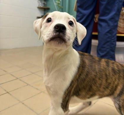 Enlarge Juniper, a Adoptable mixed breed in Scottsbluff, NE image 2/3