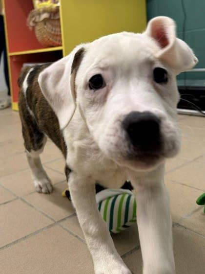 Enlarge Juniper, a Adoptable mixed breed in Scottsbluff, NE image 3/3