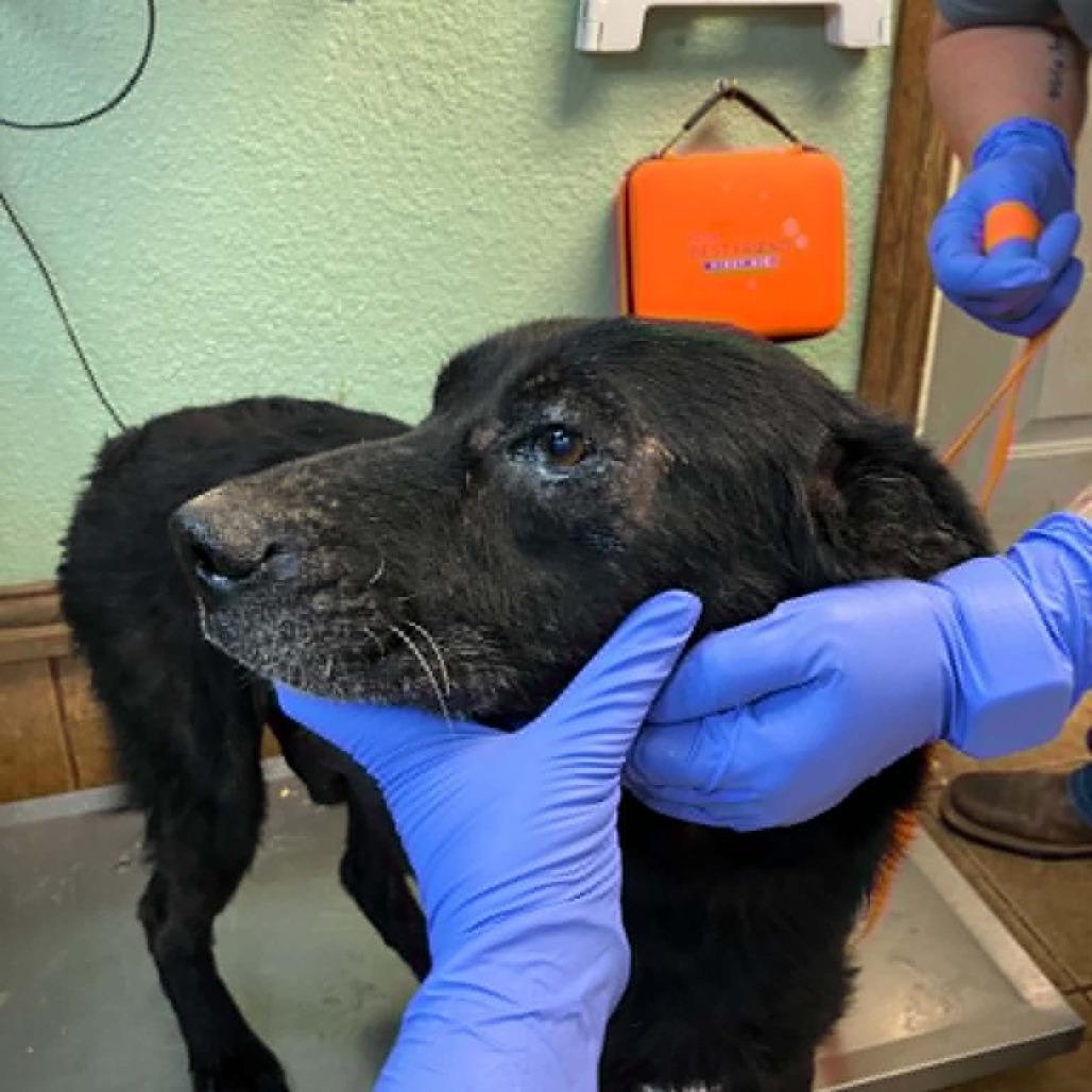Blue, Adoptable, Young Male Black Labrador Retriever & Labrador Retriever.