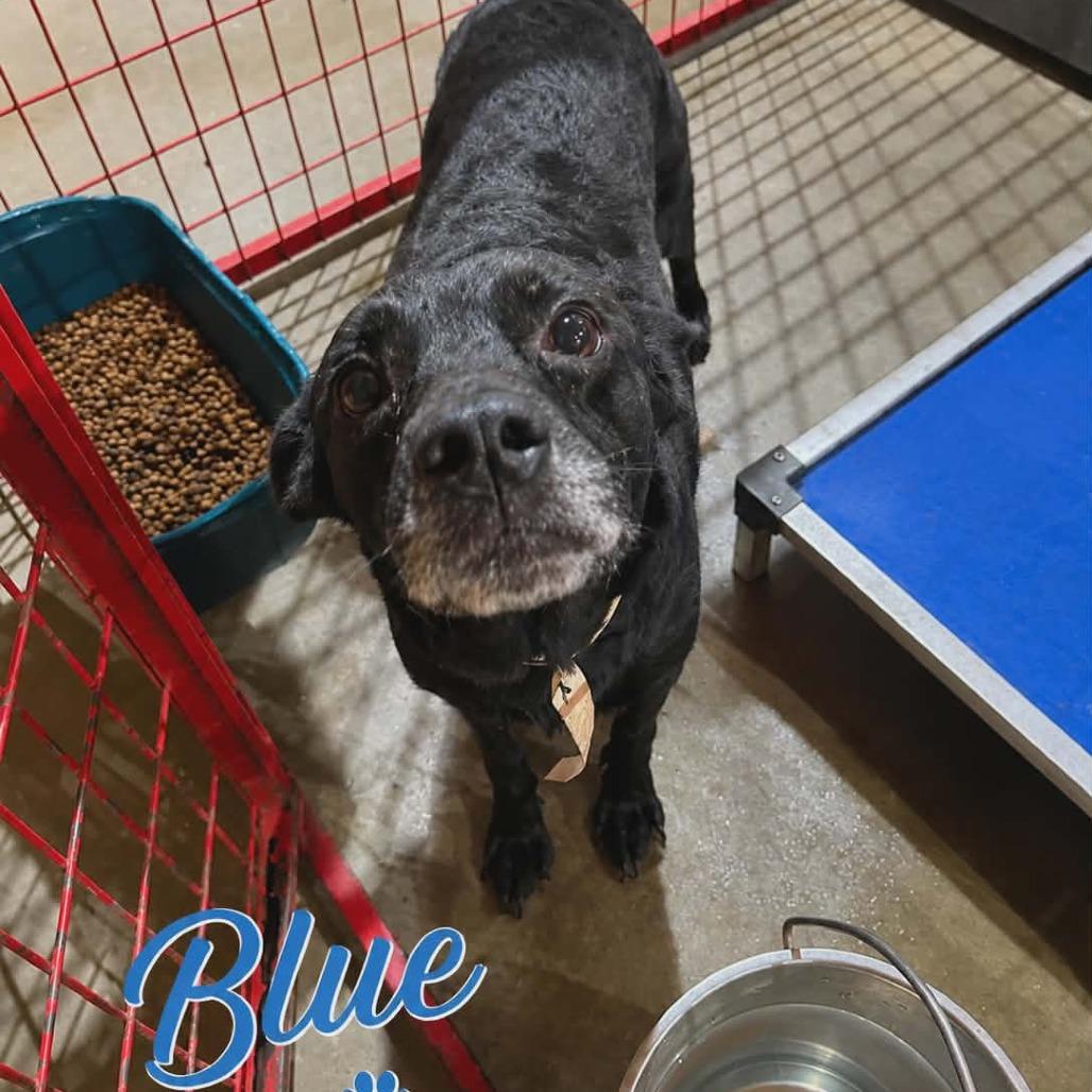 Enlarge Blue, a Adoptable mixed breed in Madill, OK image 2/2