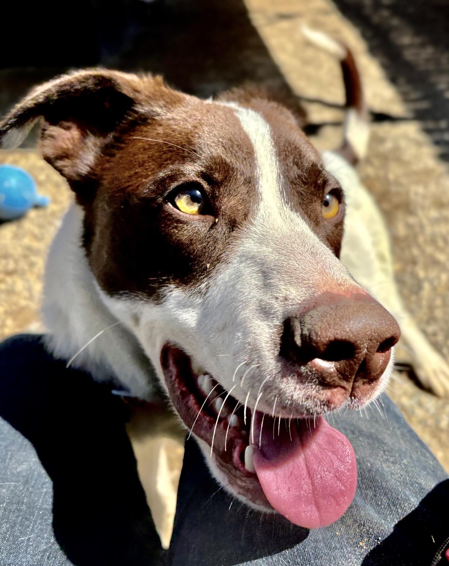 Enlarge Flash, a Adoptable mixed breed in Oxford, MI image 1/6