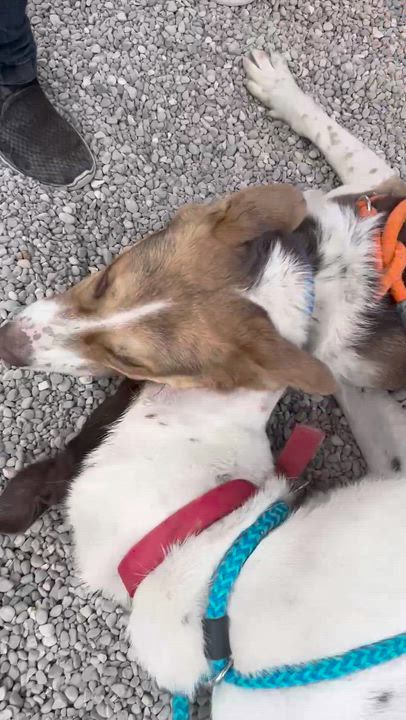 Enlarge Flash, a Adoptable mixed breed in Oxford, MI video 6/6