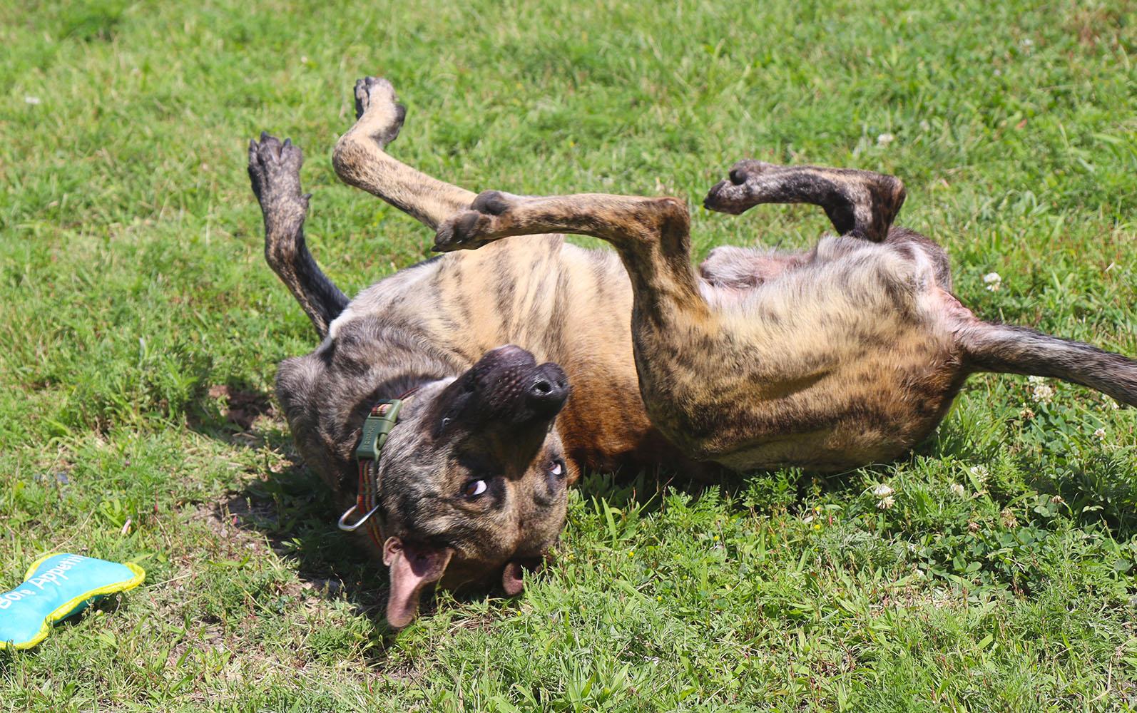 Dustin (AO36762), a Adoptable mixed breed in Kansas City, KS image 5/6
