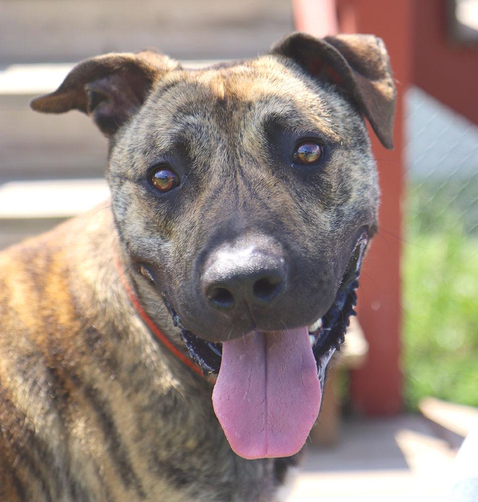 Dustin (AO36762), a Adoptable mixed breed in Kansas City, KS image 3/6