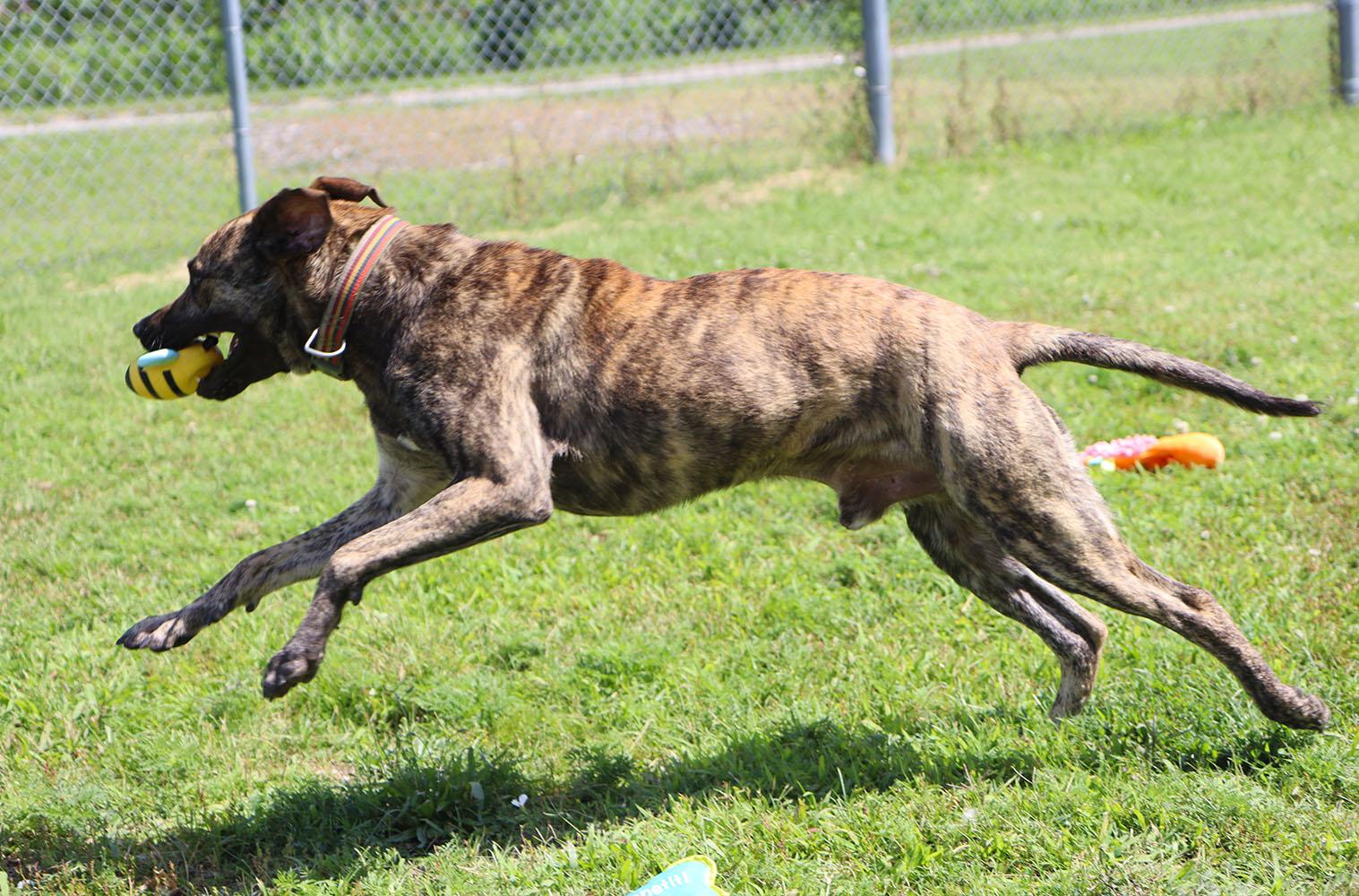 Dustin (AO36762), a Adoptable mixed breed in Kansas City, KS image 6/6