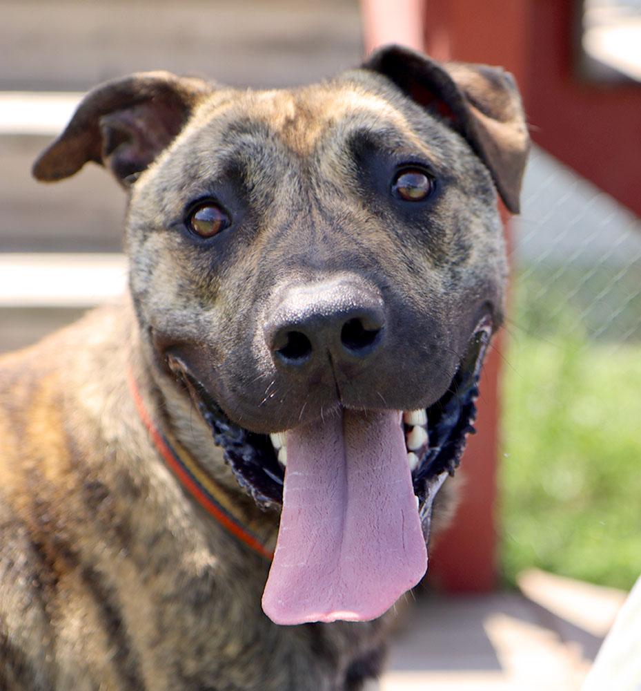 Dustin (AO36762), Adoptable, Young Male Pit Bull Terrier.