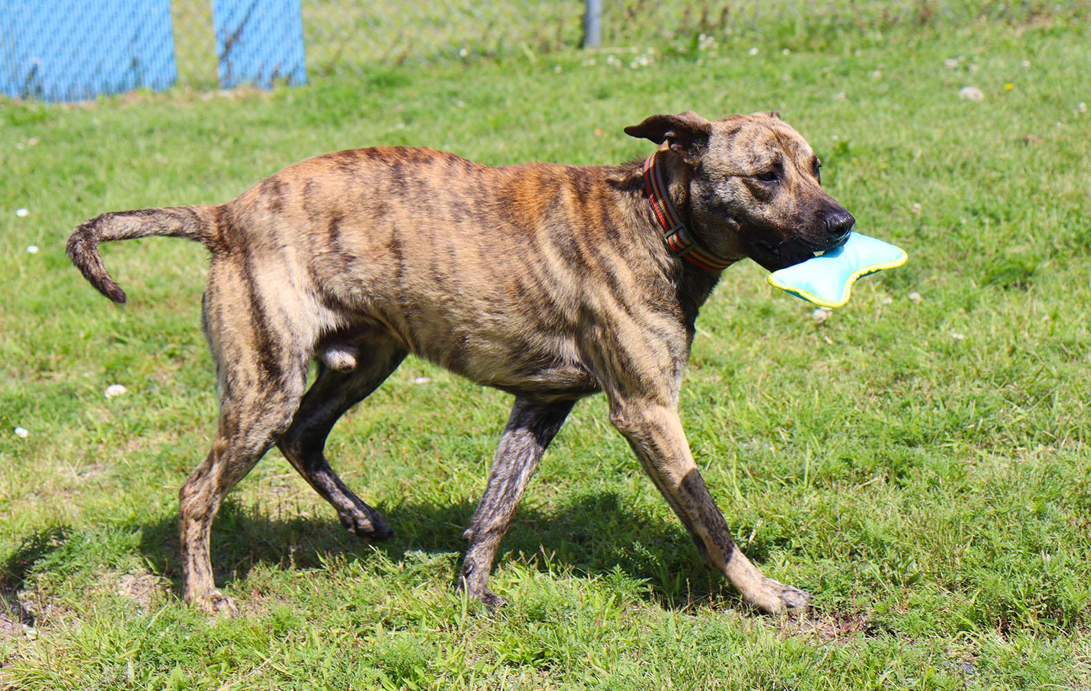 Dustin (AO36762), a Adoptable mixed breed in Kansas City, KS image 4/6
