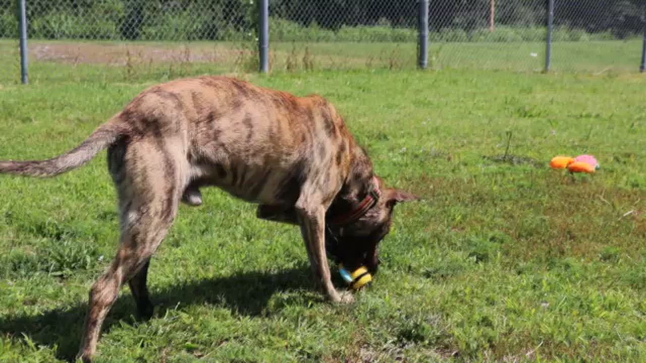 Enlarge Dustin (AO36762), a Adoptable mixed breed in Kansas City, KS video 2/6