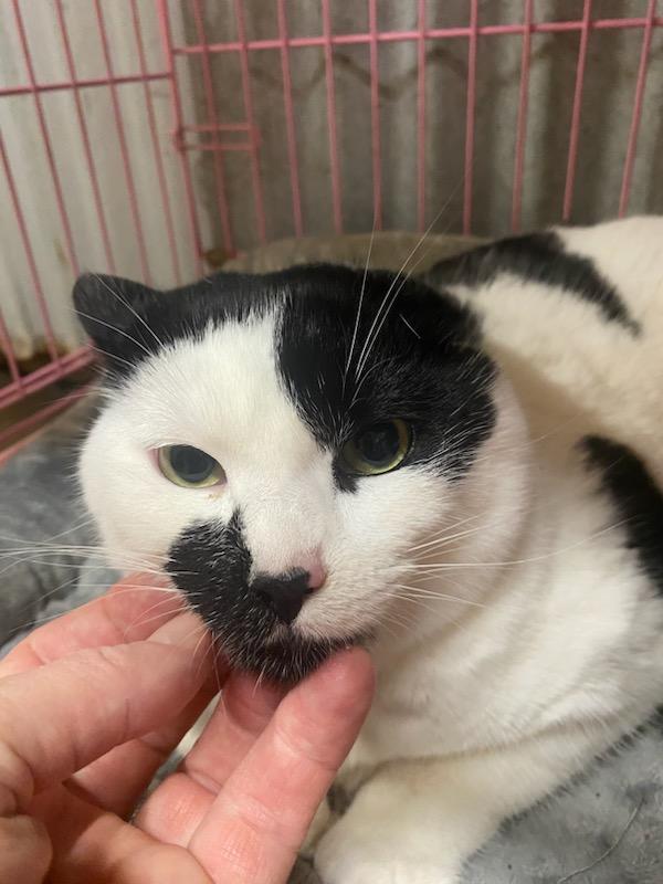 Enlarge Yang, a ADOPTABLE Domestic Short Hair in Polson, MT image 1/4