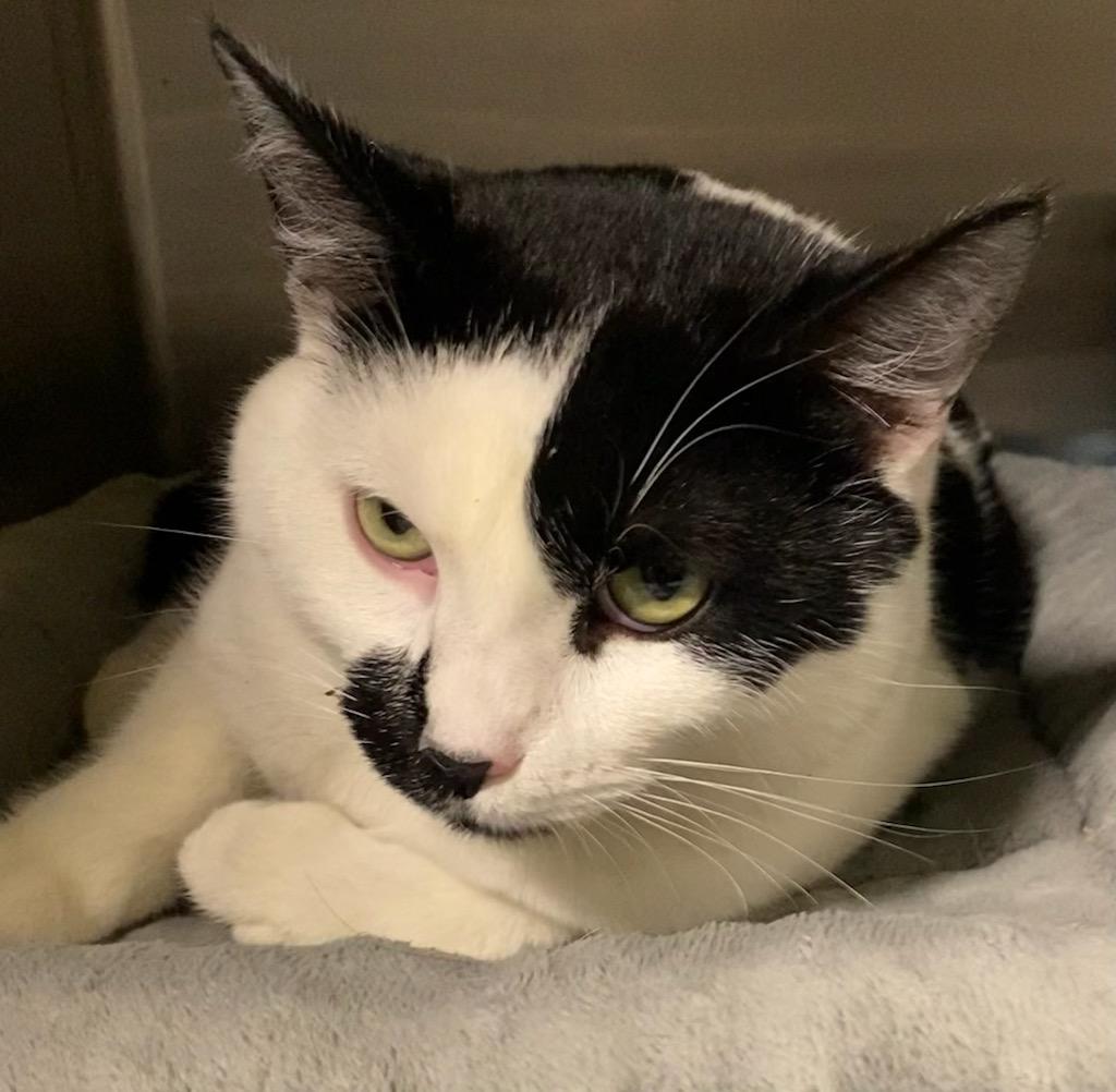 Enlarge Yang, a ADOPTABLE Domestic Short Hair in Polson, MT image 3/4