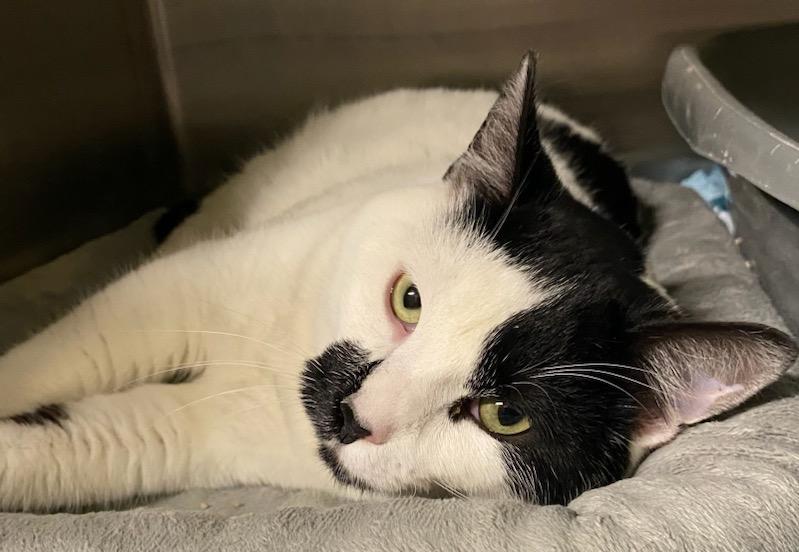 Enlarge Yang, a ADOPTABLE Domestic Short Hair in Polson, MT image 4/4