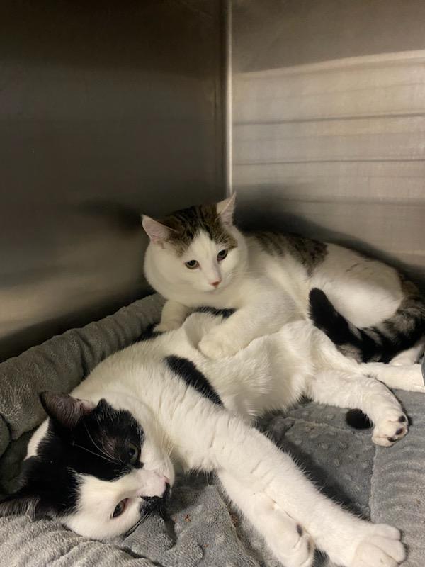 Enlarge Yang, a ADOPTABLE Domestic Short Hair in Polson, MT image 2/4