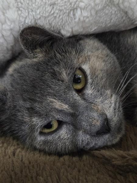 Enlarge Starla, a Adoptable mixed breed in Vallejo, CA image 1/1