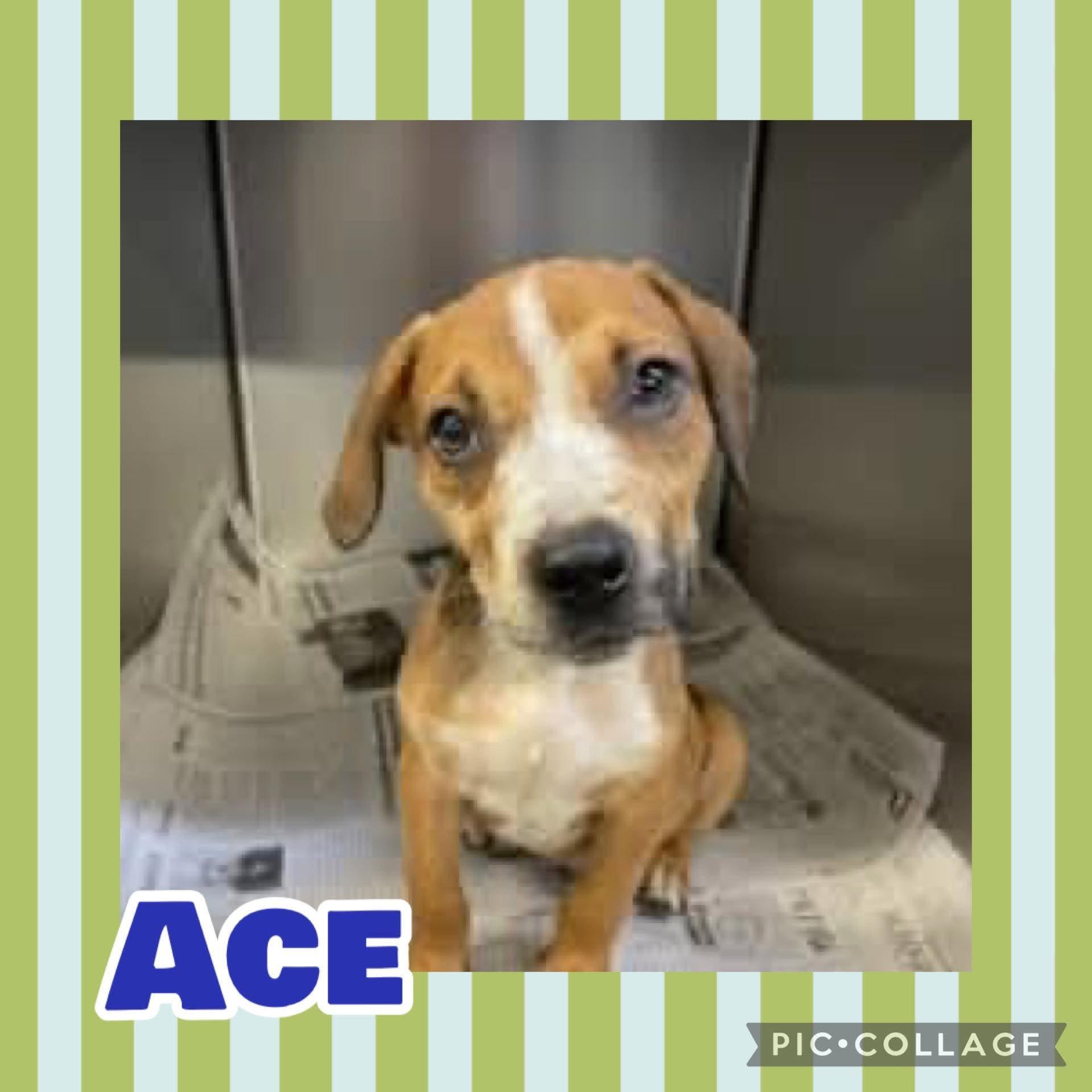 Ace, Adoptable, Puppy Male Beagle & Pit Bull Terrier.