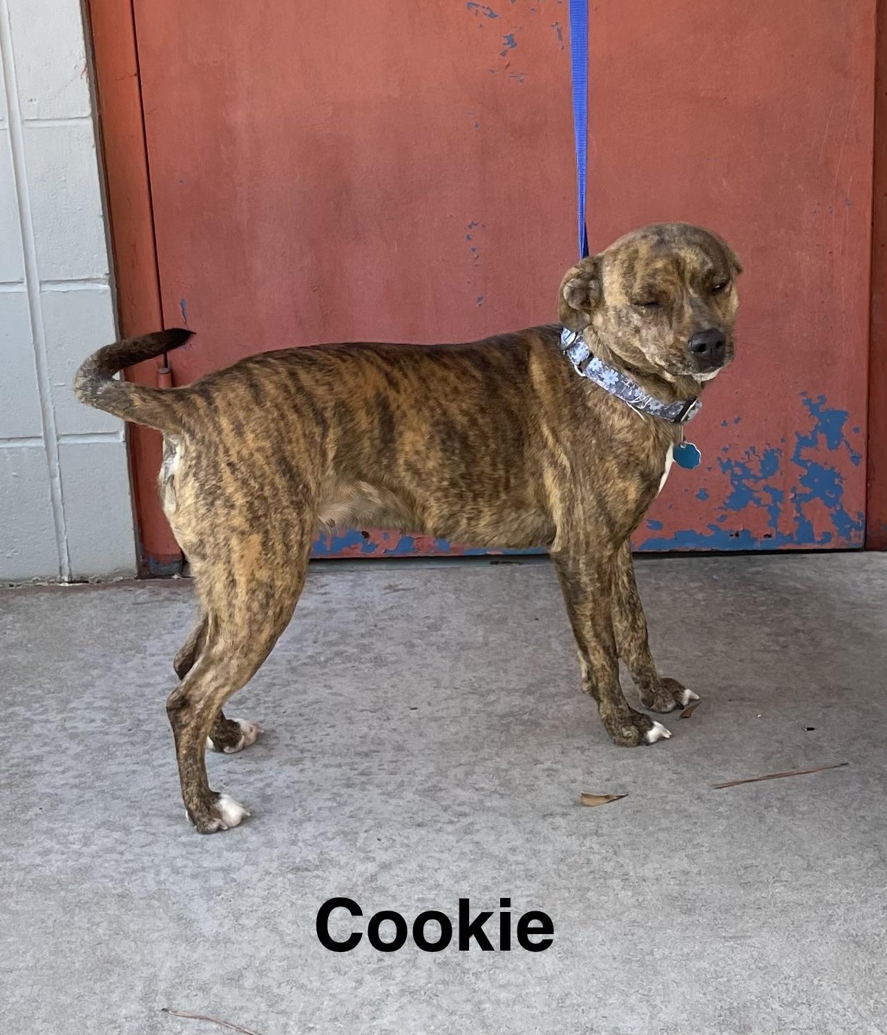 Cookie, ADOPTABLE, Adult Female Mixed Breed.