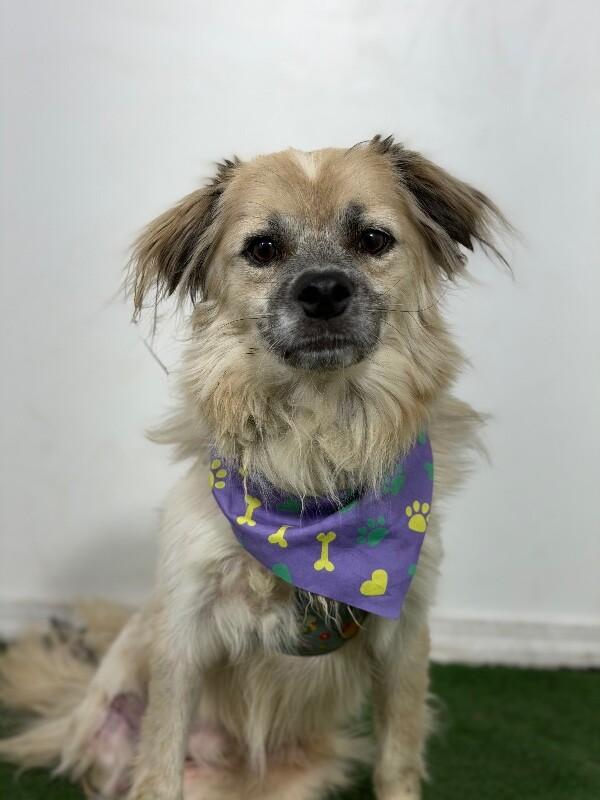 Teddy Ted-One of our Amazing Rescue Dogs photo