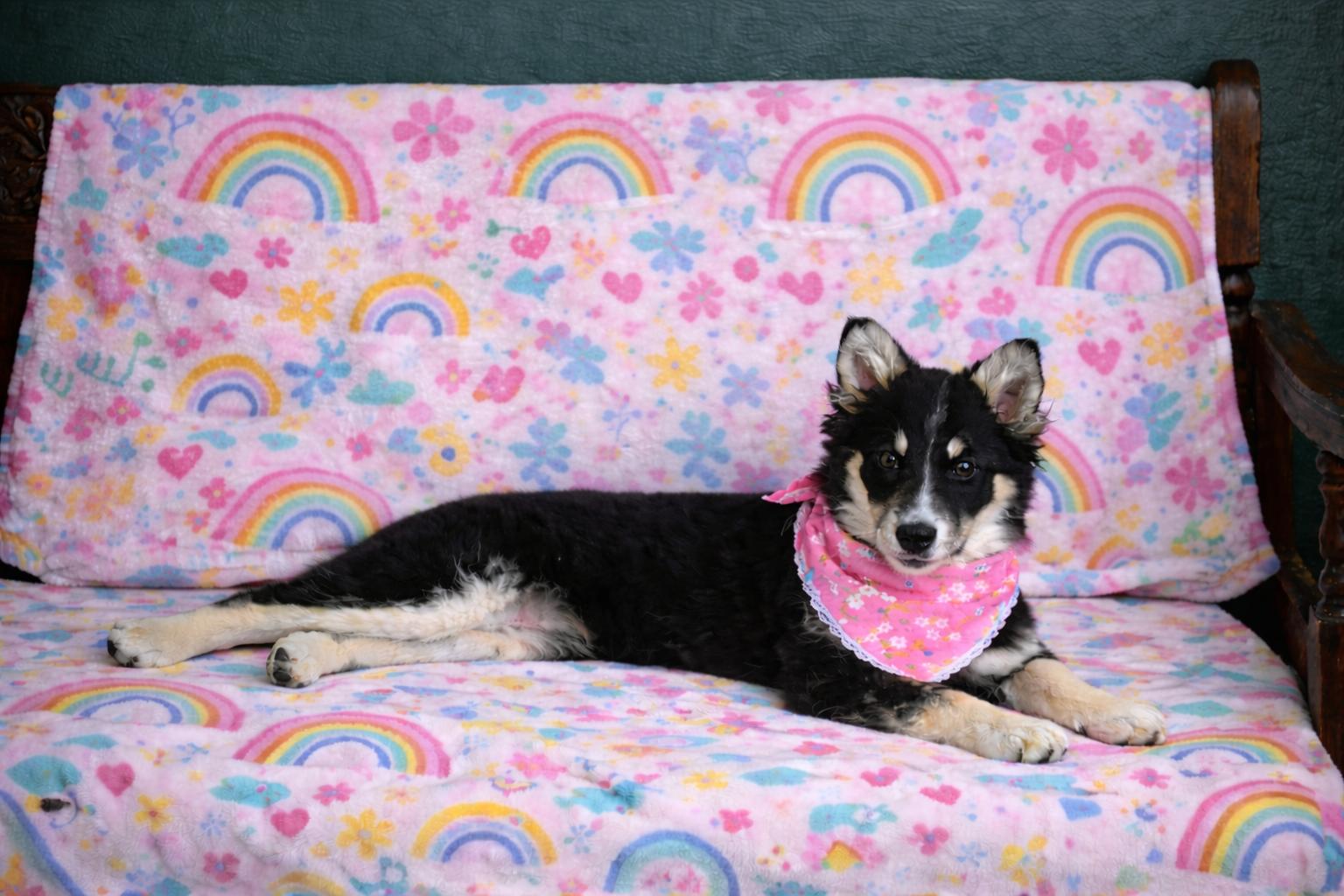 Blossom, a Adoptable mixed breed in Murray, KY image 1/5