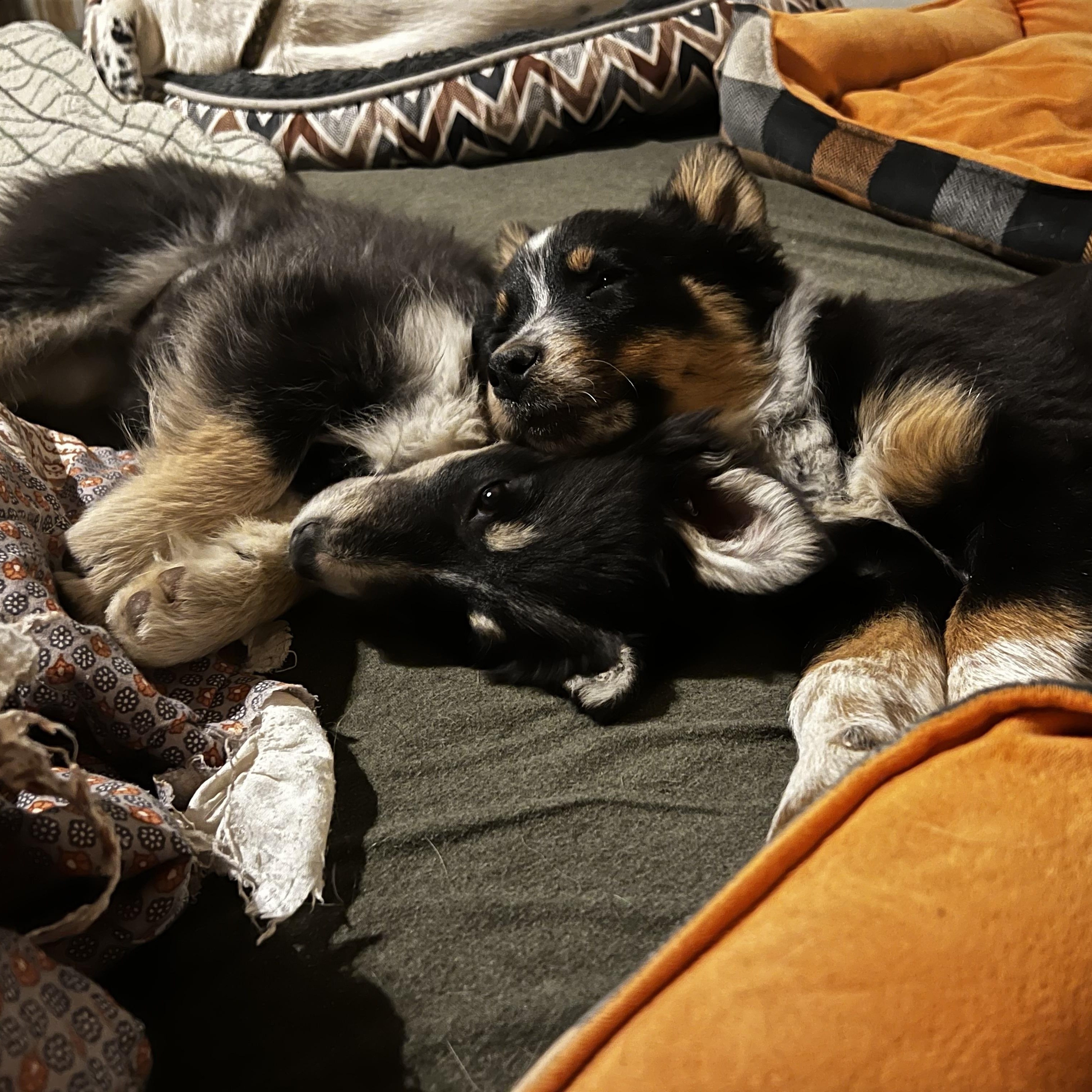 Blossom, a Adoptable mixed breed in Murray, KY image 3/5