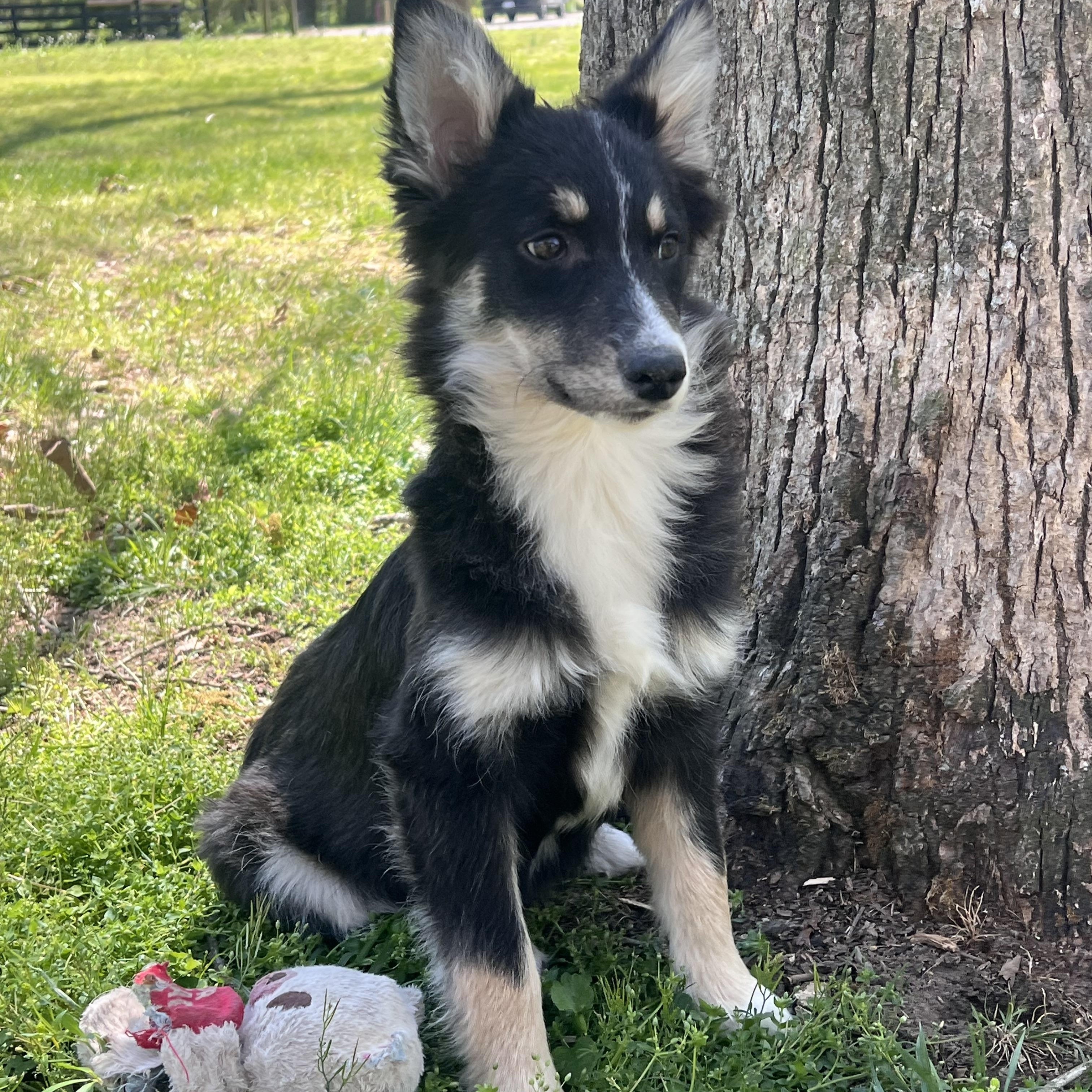 Enlarge Blossom, an adopted mixed breed in Murray, KY image 1/6
