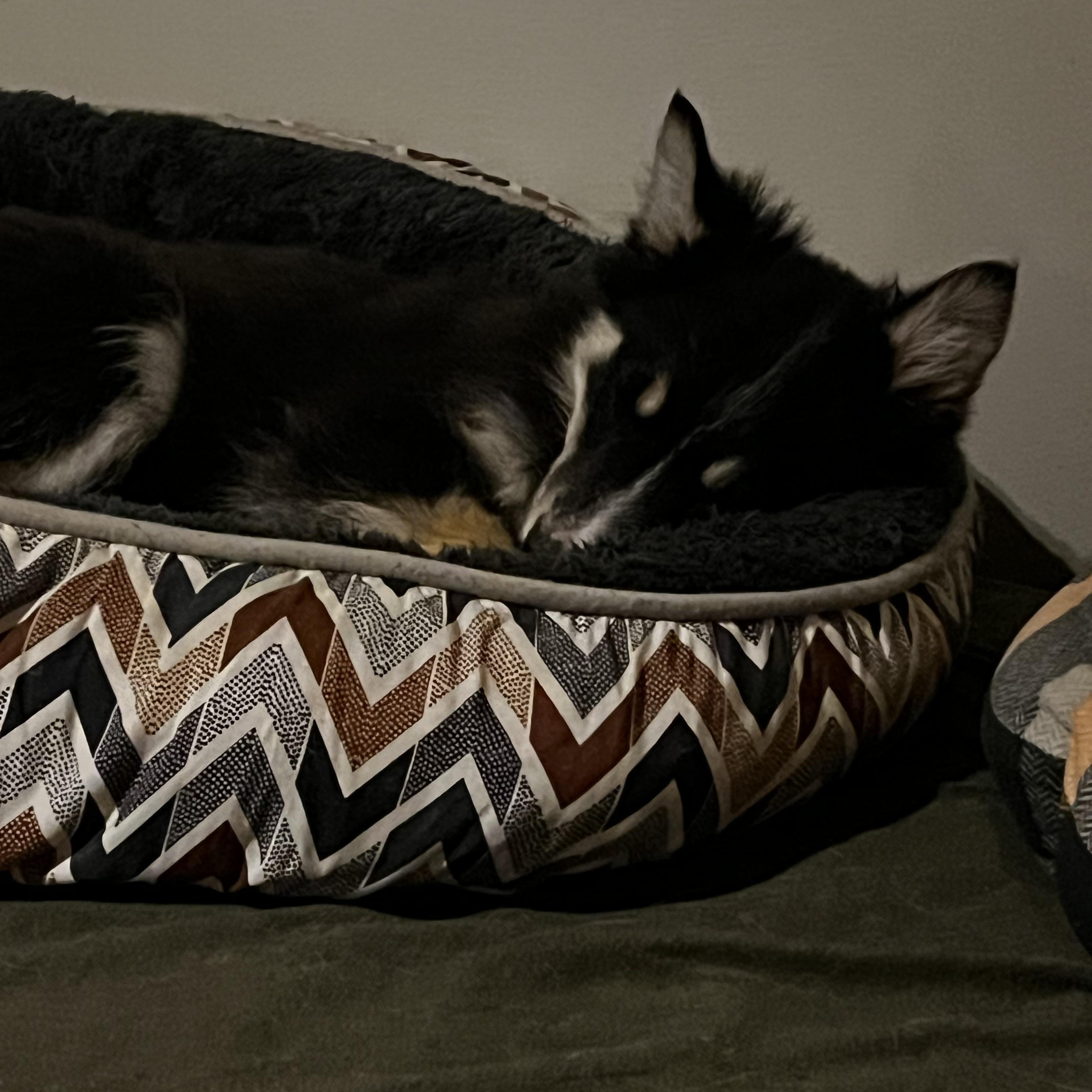 Blossom, a Adoptable mixed breed in Murray, KY image 4/5