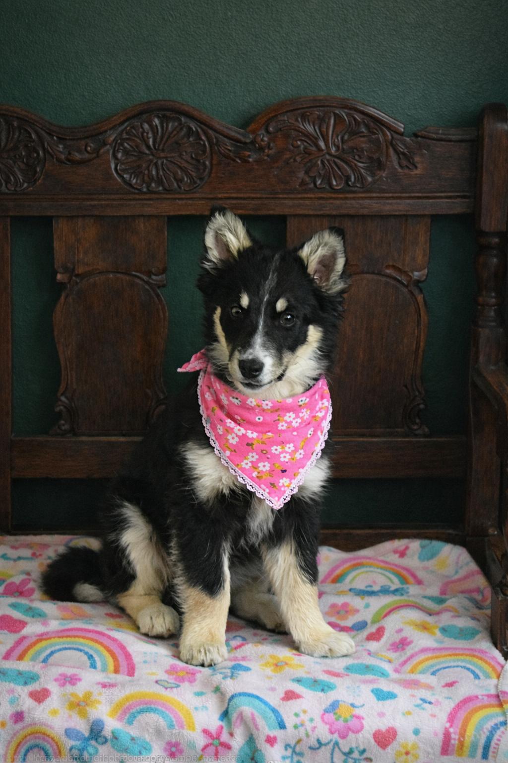 Blossom, a Adoptable mixed breed in Murray, KY image 2/5