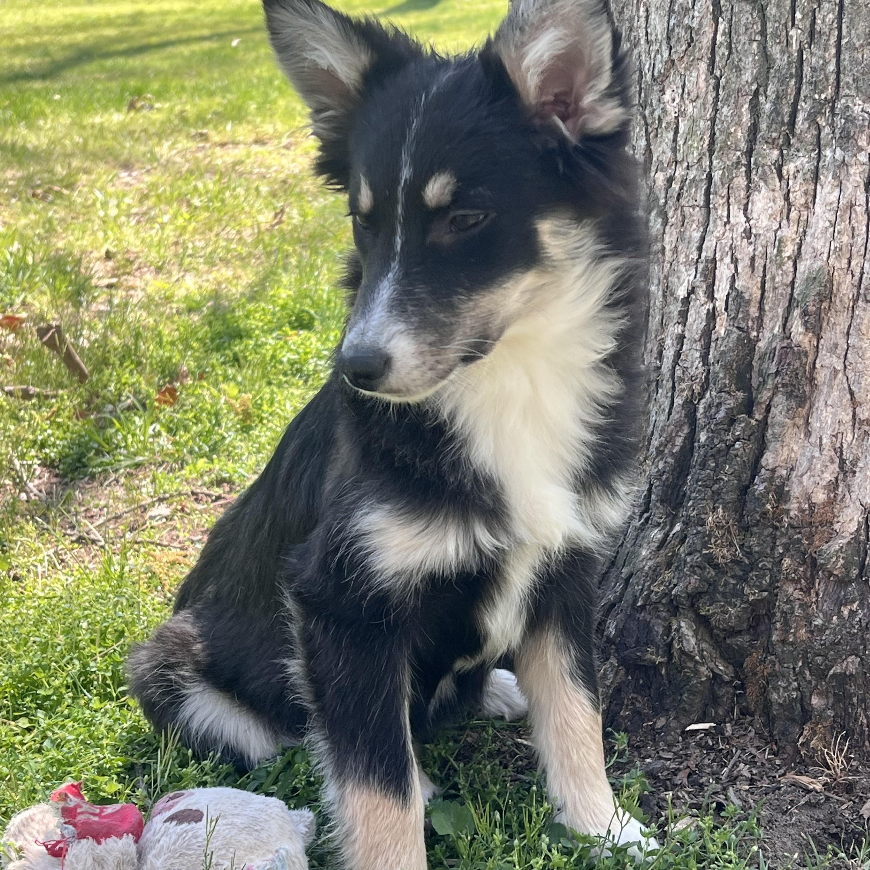Enlarge Blossom, an adopted mixed breed in Murray, KY image 2/6