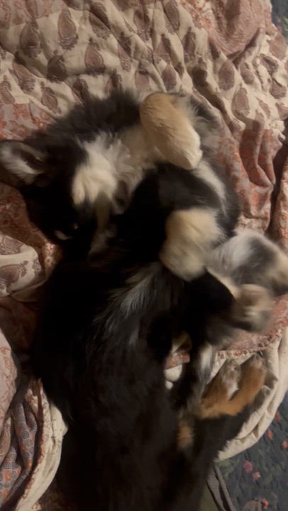 Enlarge Blossom, a Adoptable mixed breed in Murray, KY video 5/5