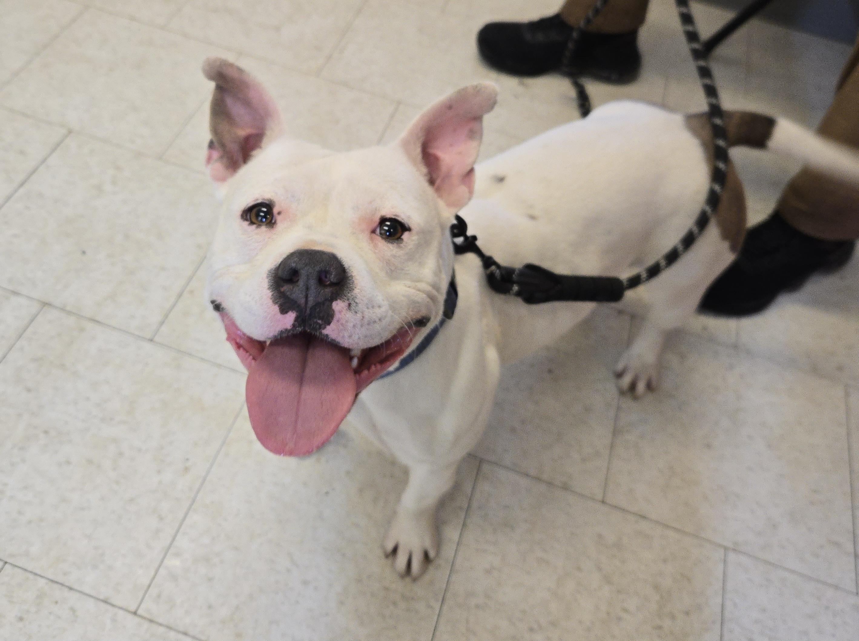 Short, adopted, Adult Female Pit Bull Terrier.