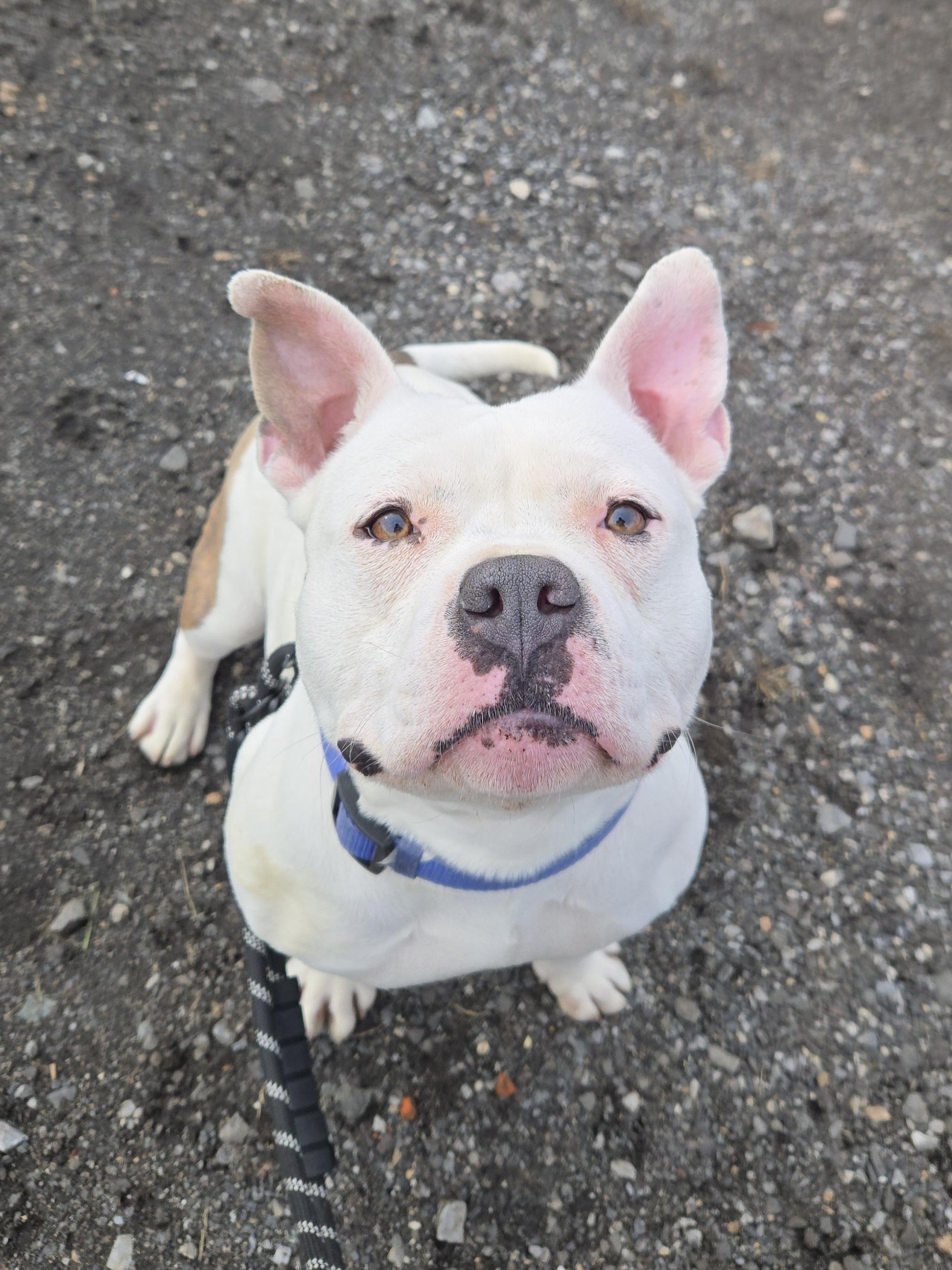 Enlarge Short, an adopted Pit Bull Terrier in Trenton, NJ image 2/2