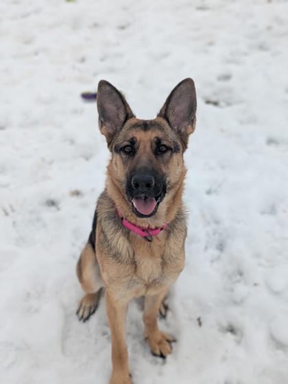 Holly, Adoptable, Young Female German Shepherd Dog & Mixed Breed.