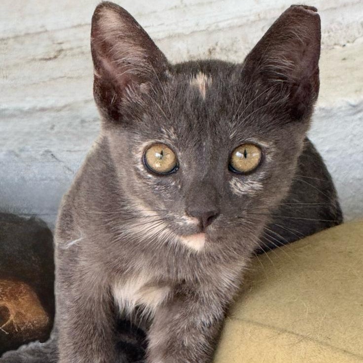 Bea