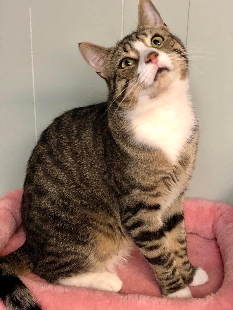 Luna & Orion, Adoptable, Adult Female Domestic Short Hair.