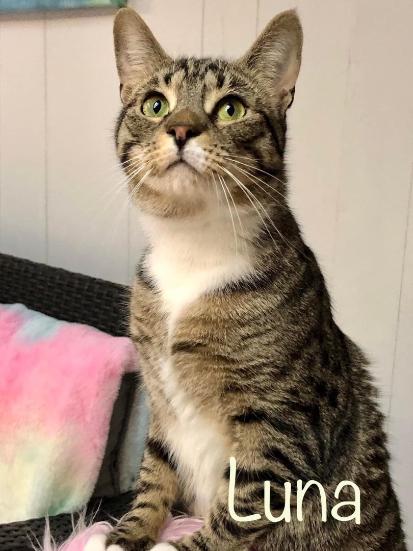 Luna & Orion, a Adoptable Domestic Short Hair image 2/2