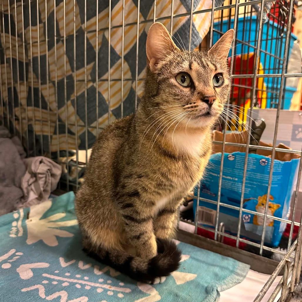 Enlarge Aurora, a Adoptable Domestic Short Hair in DeKalb, IL image 1/6