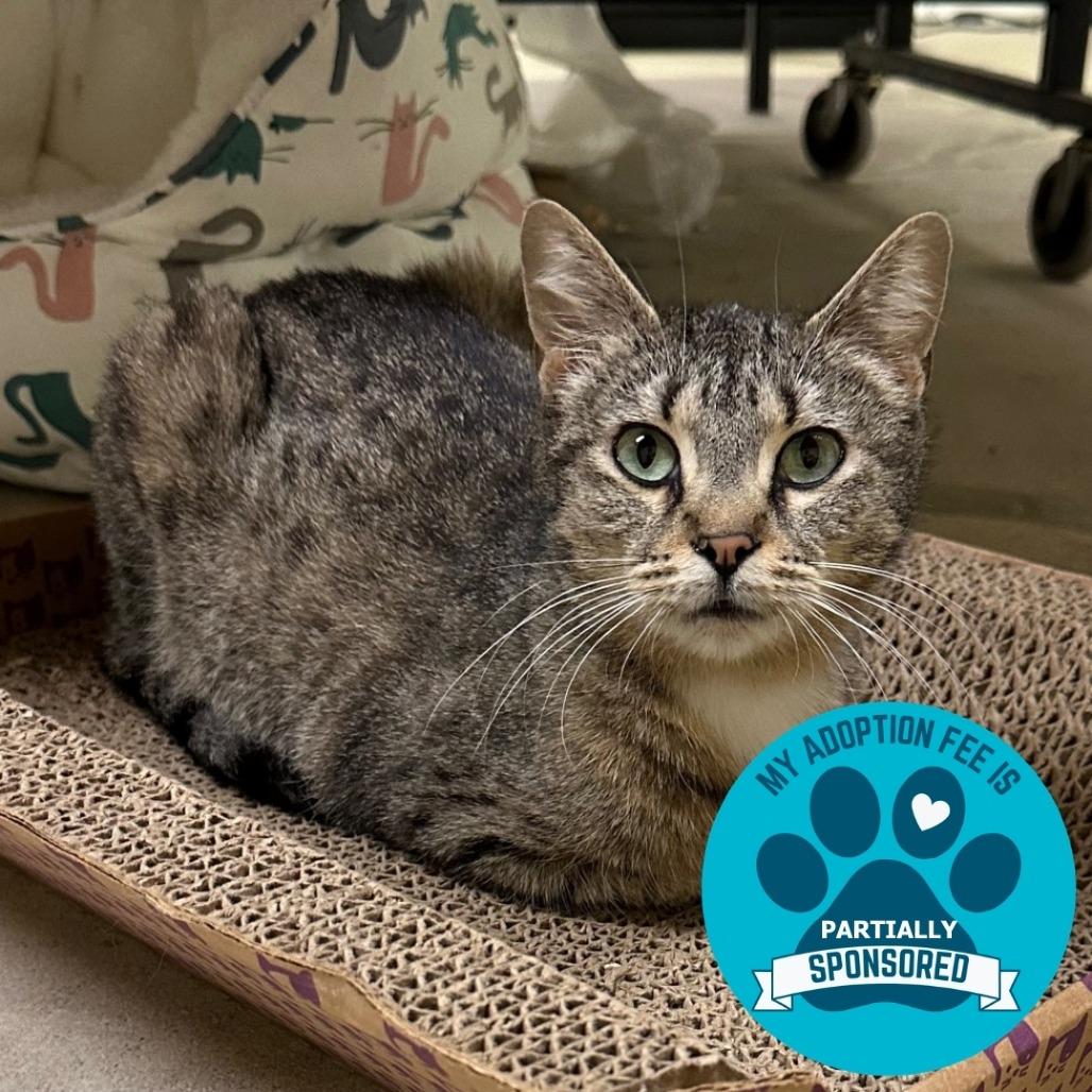 Enlarge Aurora, a Adoptable Domestic Short Hair in DeKalb, IL image 2/6
