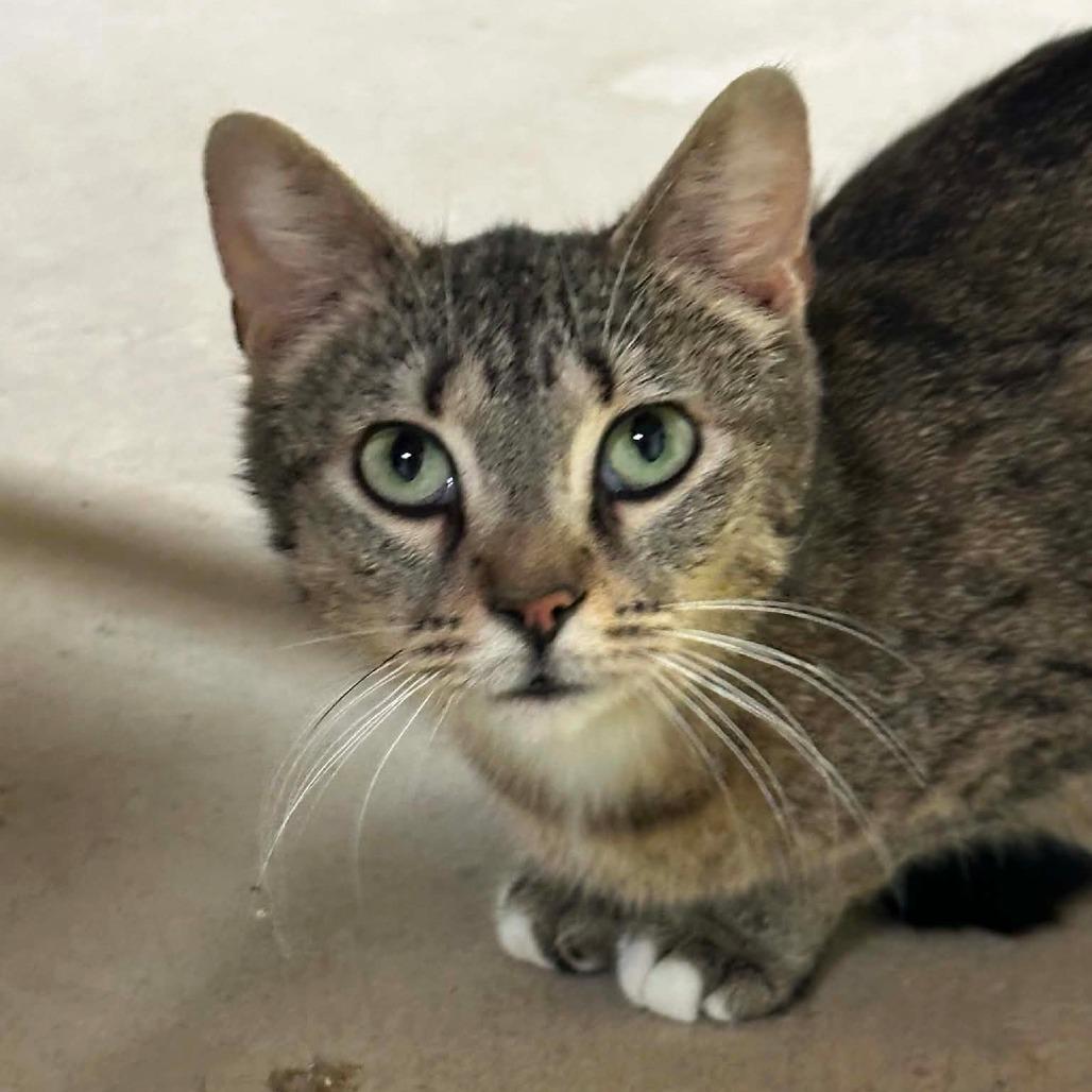 Enlarge Aurora, a Adoptable Domestic Short Hair in DeKalb, IL image 3/6