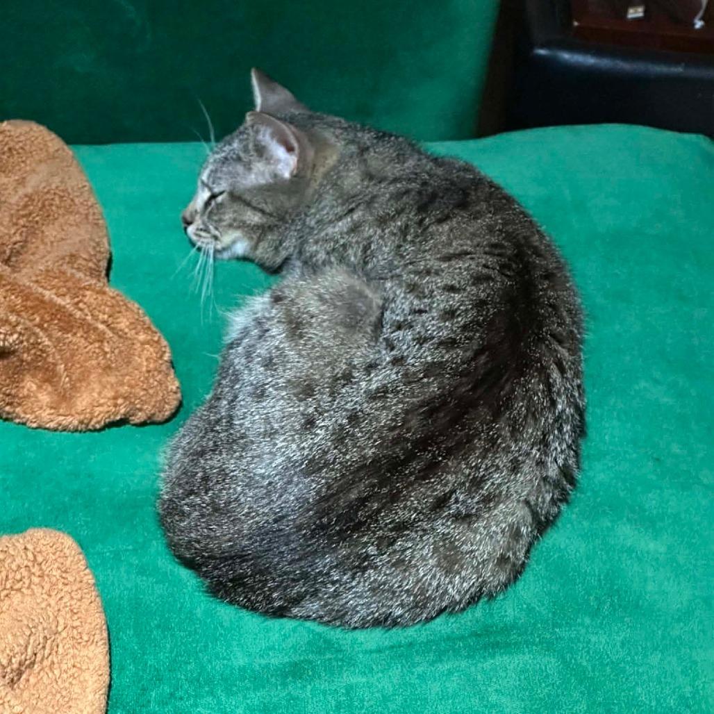 Enlarge Aurora, a Adoptable Domestic Short Hair in DeKalb, IL image 4/6