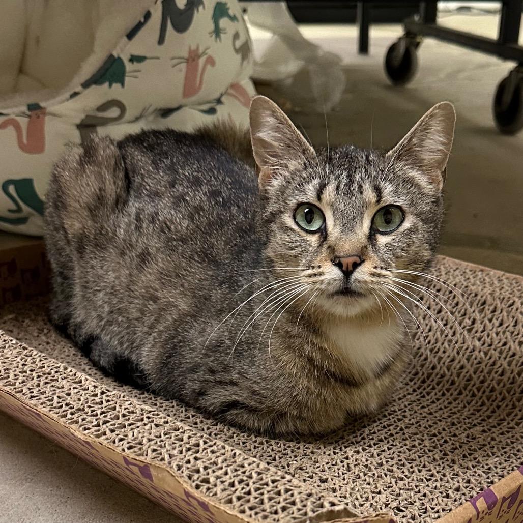 Enlarge Aurora, a Adoptable Domestic Short Hair in DeKalb, IL image 5/6