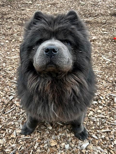 Enlarge DUCHESS, a Adoptable Chow Chow in Leesburg, VA image 1/1