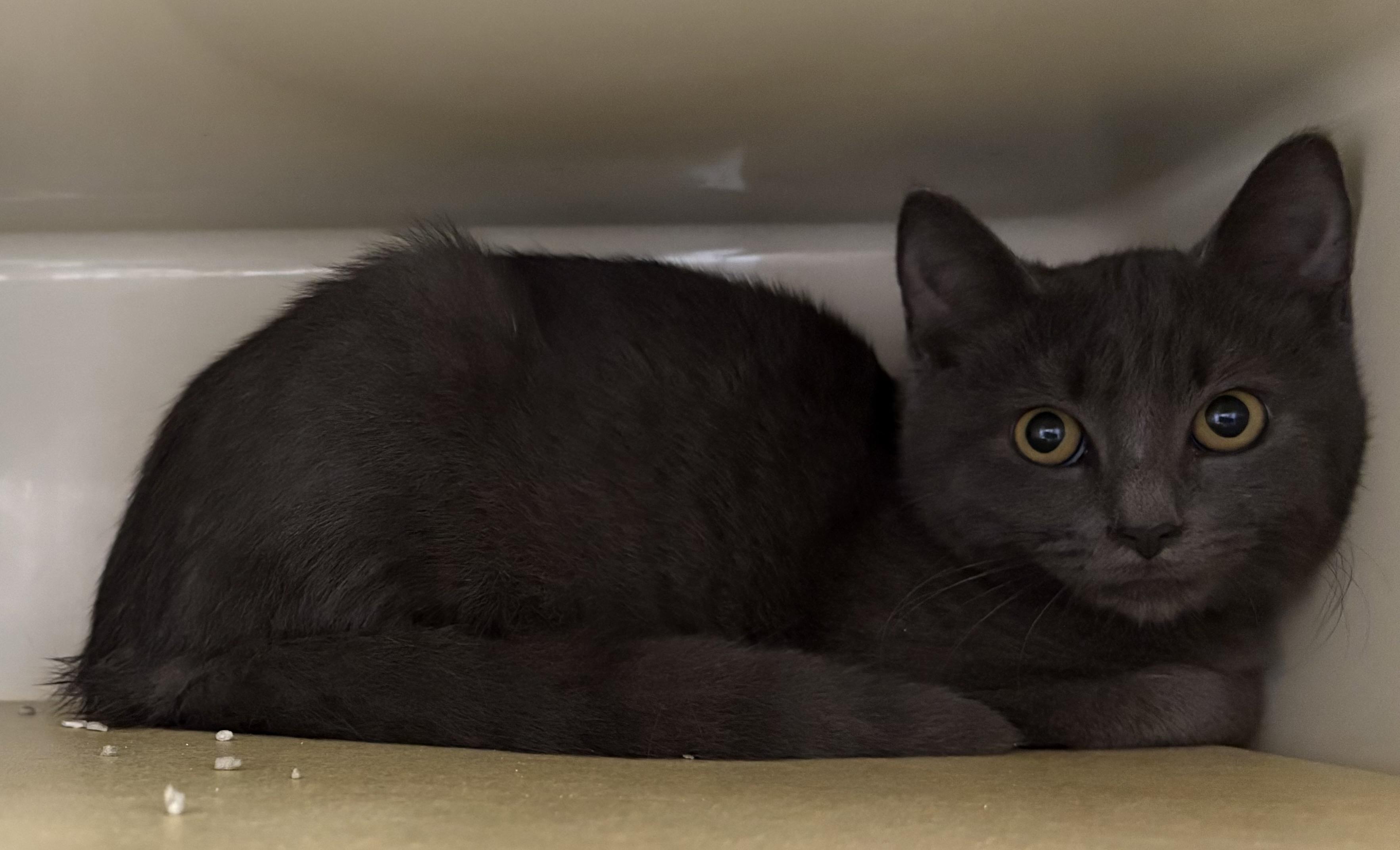 Kitten 3, ADOPTABLE, Kitten Female Domestic Short Hair.