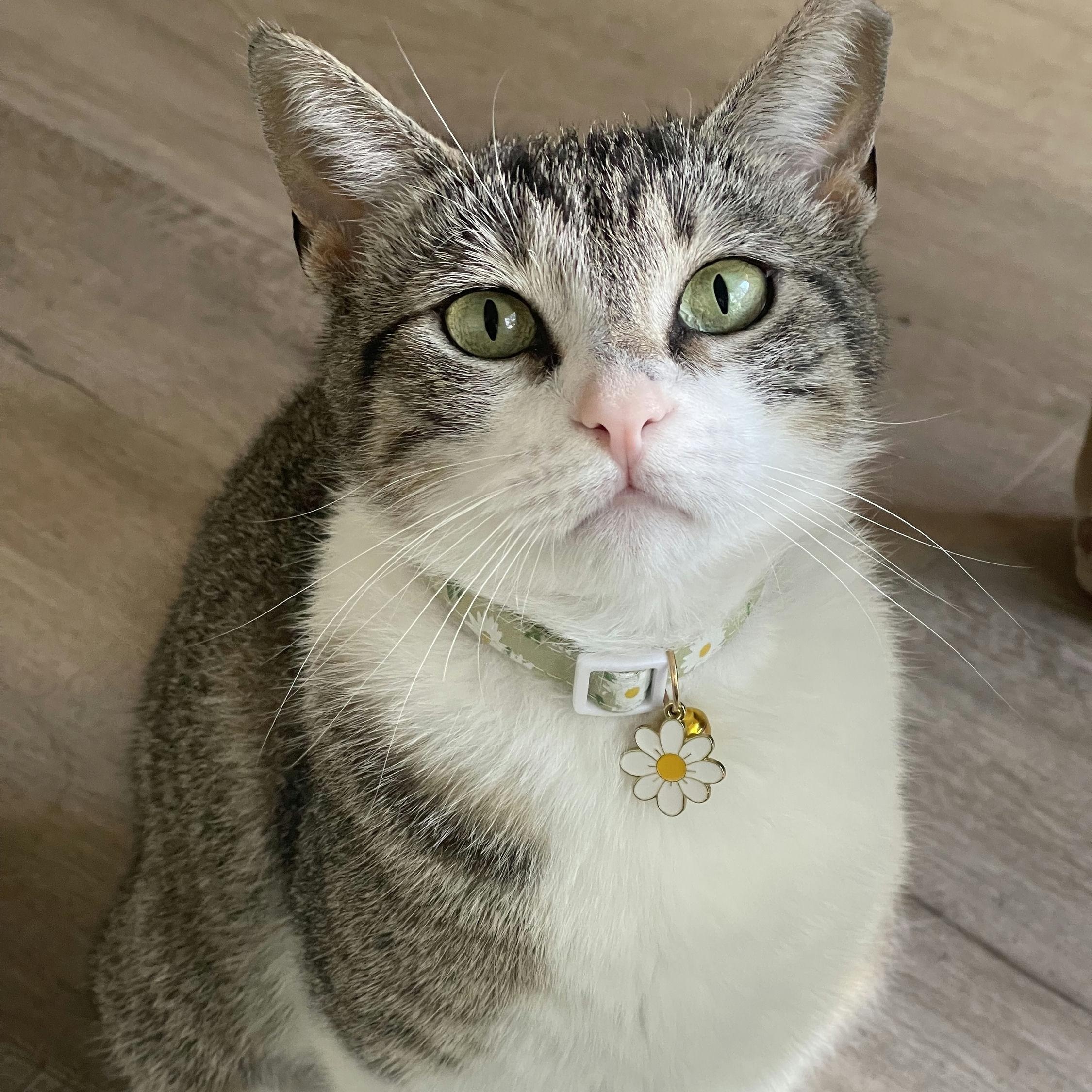 Michiwi, ADOPTABLE, Young Female Domestic Short Hair.