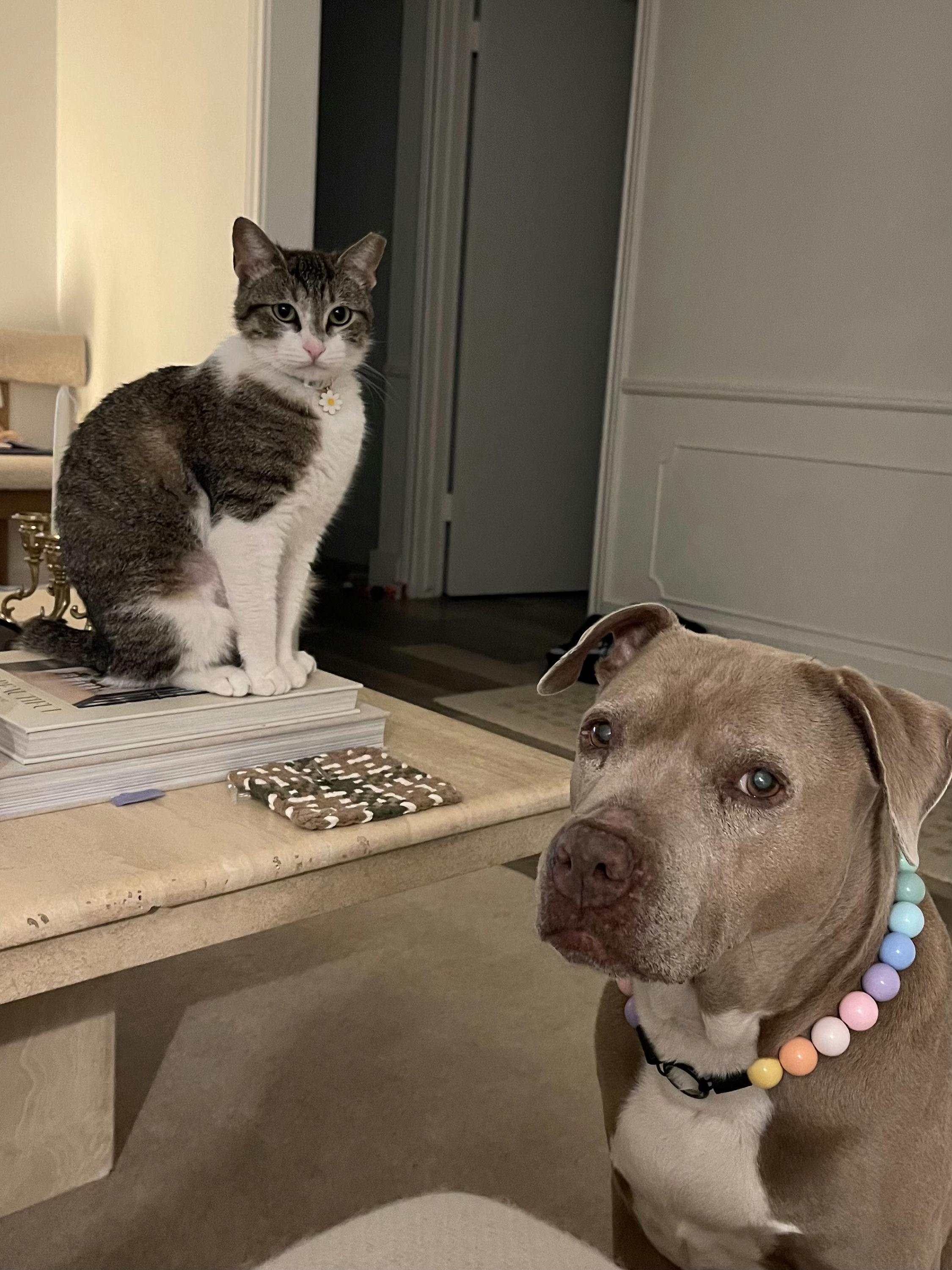 Enlarge Michiwi, a ADOPTABLE Domestic Short Hair in Houston, TX image 5/5