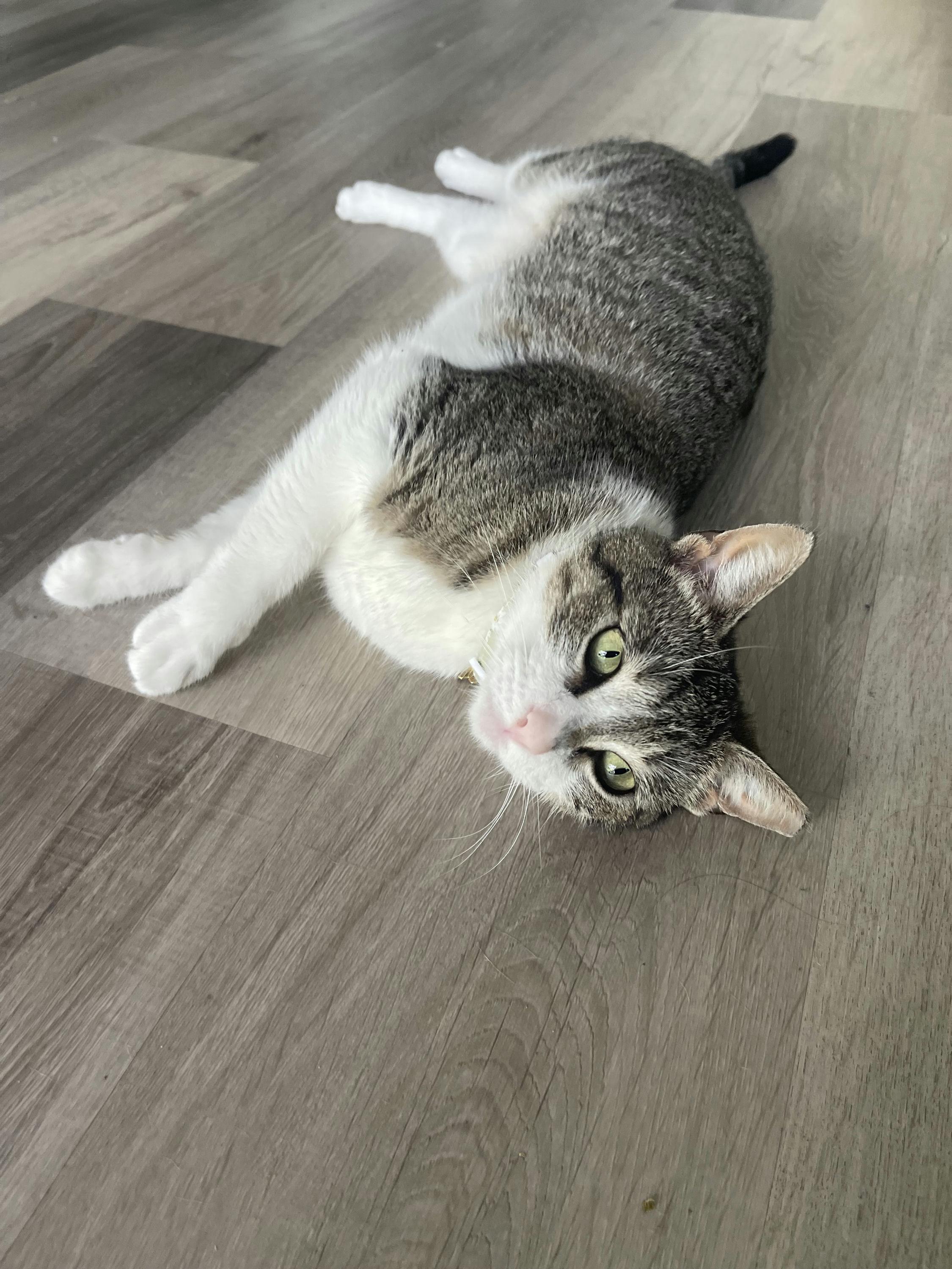 Enlarge Michiwi, a ADOPTABLE Domestic Short Hair in Houston, TX image 2/5