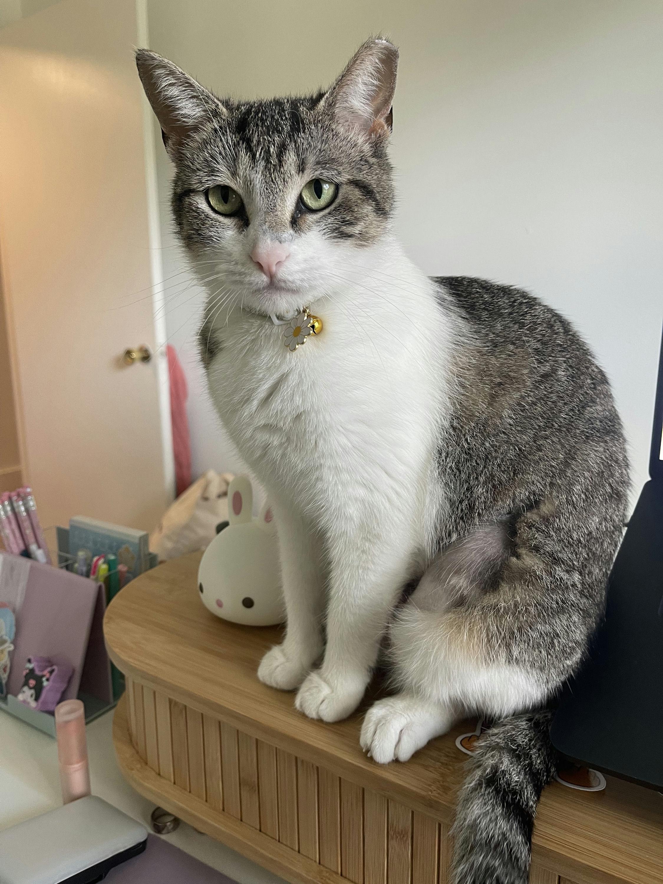 Enlarge Michiwi, a ADOPTABLE Domestic Short Hair in Houston, TX image 4/5