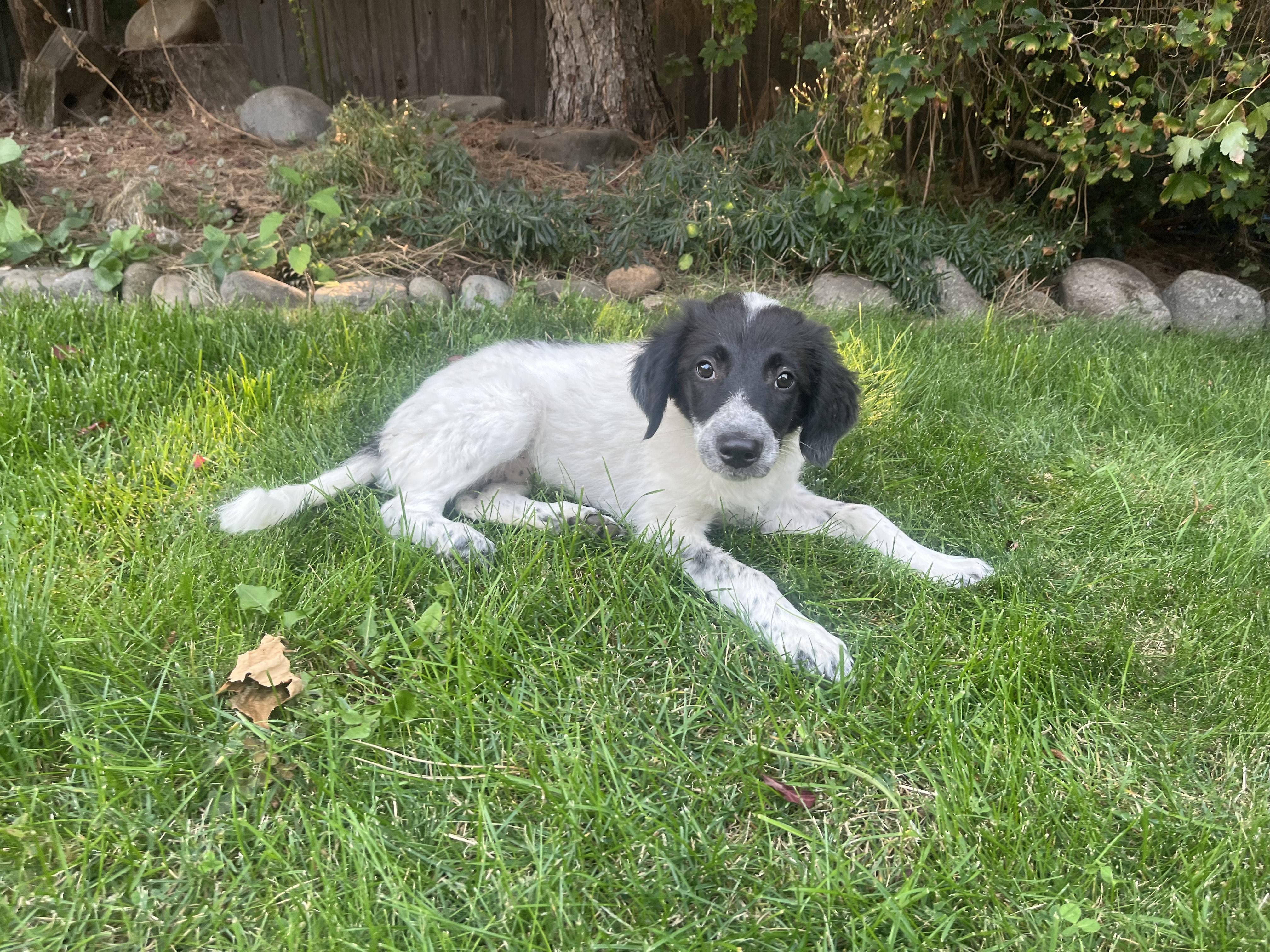Enlarge Dolly, an adopted mixed breed in Hood River, OR image 2/3