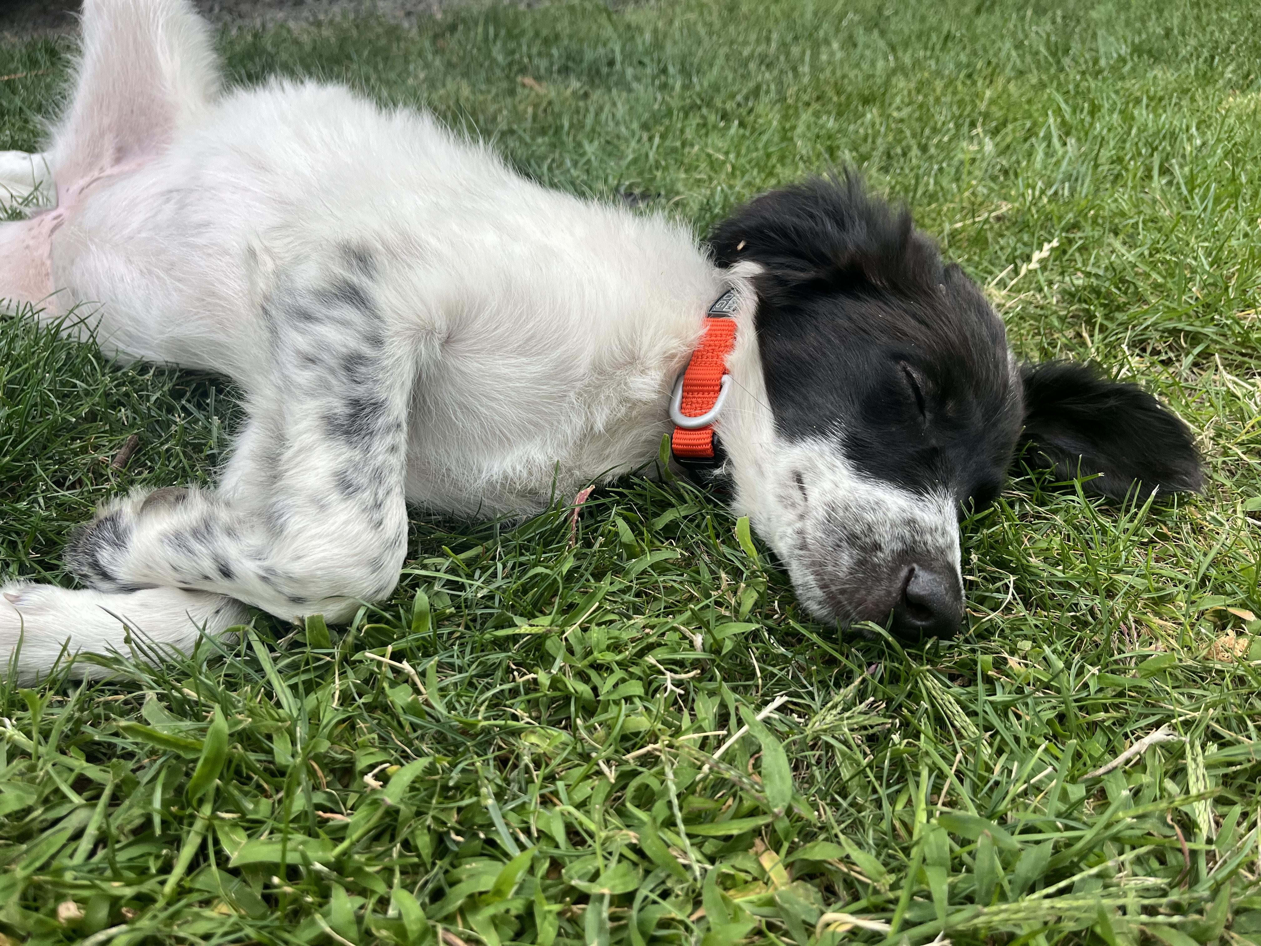 Enlarge Dolly, an adopted mixed breed in Hood River, OR image 3/3