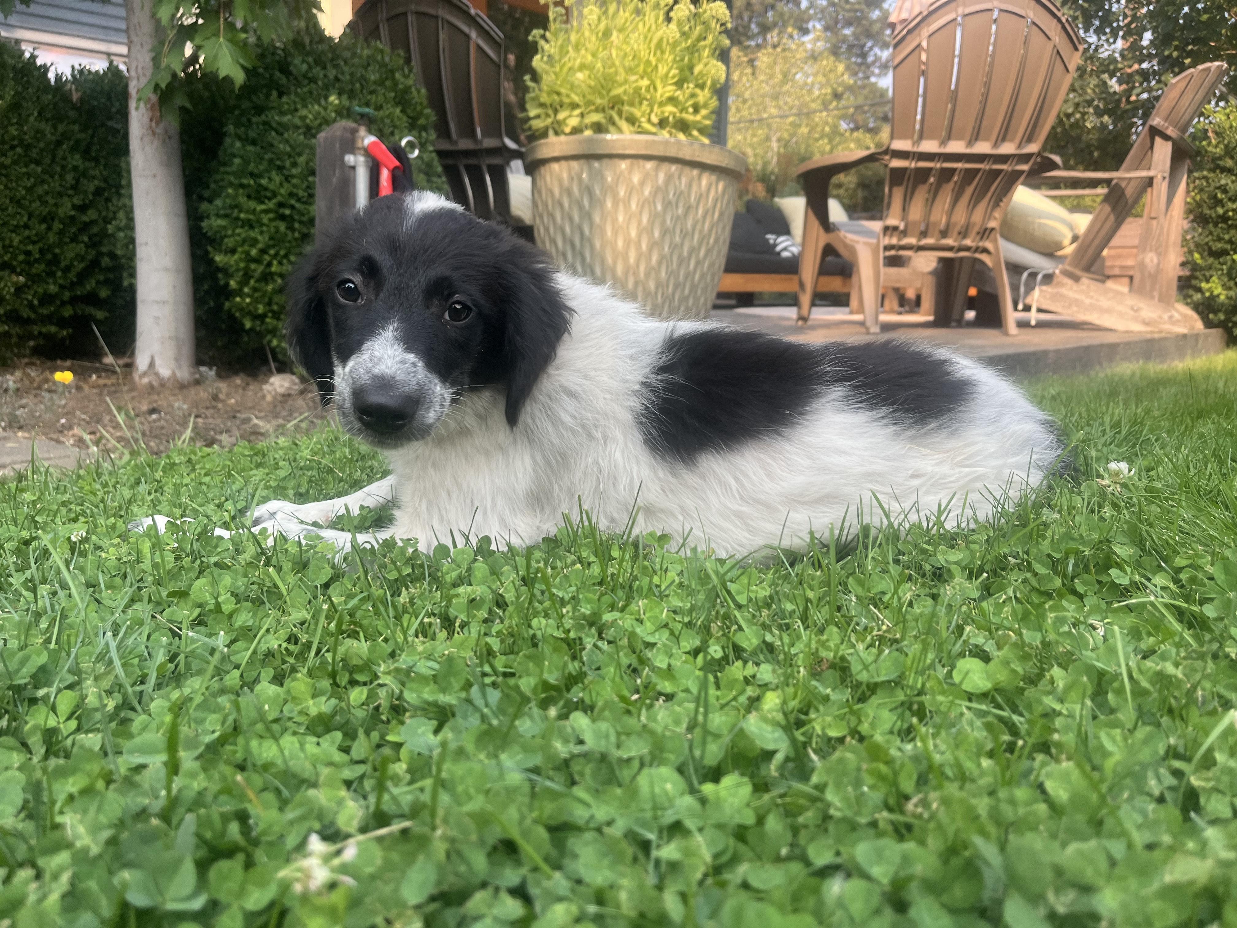 Dolly, adopted, Puppy Female Border Collie & Labrador Retriever.