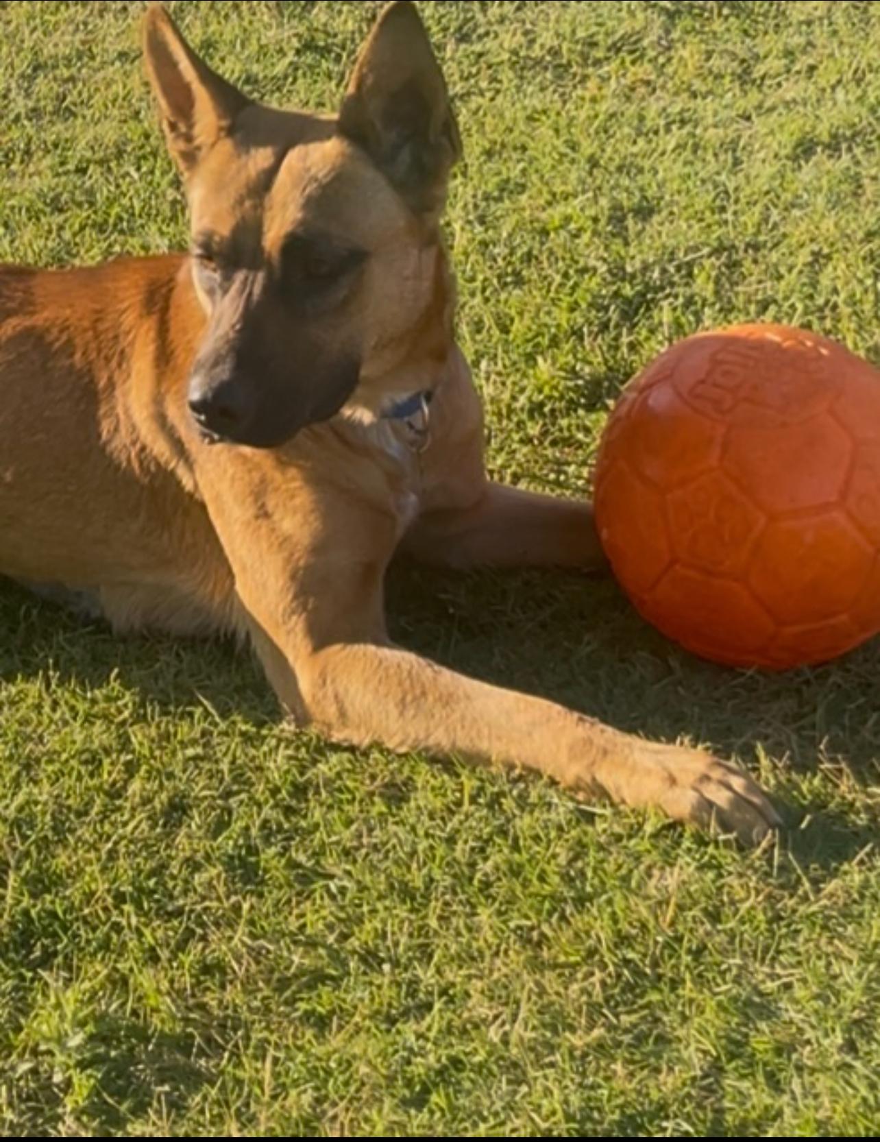 Enlarge Roxy, a Adoptable mixed breed in Manteca, CA image 1/5